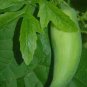 Cyclanthera pedata STUFFING CUCUMBER Seeds Plantations