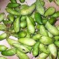 Cyclanthera pedata STUFFING CUCUMBER Seeds Plantations