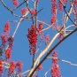 Idesia polycarpa IGIRI TREE Seeds Plantations