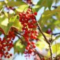 Idesia polycarpa IGIRI TREE Seeds Plantations