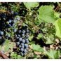 Vitis riparia RIVERBANK GRAPE Seeds Plantations