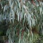 Eucalyptus viminalis COLD HARDY Seeds Plantations