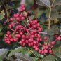 Zanthoxylum simulans SZECHUAN PEPPER Seeds Plantations