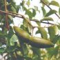 Decalepis hamiltonii SWALLOW ROOT Seeds Plantations