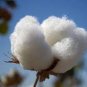 Gossypium hirsutum UPLAND COTTON Seeds Plantations