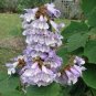 Paulownia fortunei UNIQUE TREE Seeds Plantations