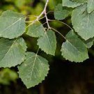 Populus grandidentata BIGTOOTH ASPEN TREE Seeds Plantations