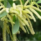 Acacia mangium BLACK WATTLE TREE Exotic Seeds Plantations