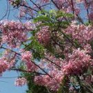 Cassia renigera BURMESE PINK SHOWER TREE pink flowers Seeds Plantations