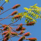 Acrocarpus fraxinifolius PINK CEDAR Tree Seeds Plantations
