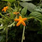 Mussaenda roxburghii EAST HIMALAYAN MUSSAENDA Seeds Plantations