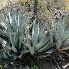 Agave desertii HARDY AGAVE Exotic Seeds Plantations
