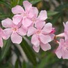 Nerium oleander HARDY PINK OLEANDER Seeds Plantations