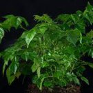 Radermachera sinica CHINA DOLL Exotic Seeds Plantations