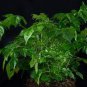 Radermachera sinica CHINA DOLL Exotic Seeds Plantations