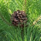 Pinus nigra caramaniaca AUSTRIAN PINE TREE Seeds Plantations