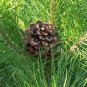 Pinus nigra caramaniaca AUSTRIAN PINE TREE Seeds Plantations