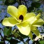 Bauhinia tomentosa YELLOW TREE Exotic Seeds Plantations