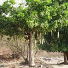 Kigelia pinnata SAUSAGE TREE Seeds Plantations