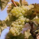 Vitis vinifera Riesling WINE GRAPE Seeds Plantations