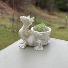 Tiny aquaticus dragon air planter