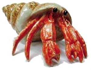 Northern Rose Hermit Crab in Shell R127 NEW