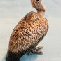 Klima Miniaure Porcelain Vulture Bird Looking Forward - K623 NEW