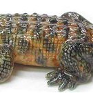Northern Rose American Alligator R234 NEW