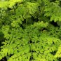 Moringa Powder