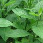 100-500 Capsules African Bitter Leaf 600mg Blood Sugar Heart Digestive Body Health - NO CHEMICALS