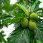 100-500 Capsule Breadfruit Leaf 600mg Cholesterol Gout Blood Liver Body Health NO CHEMICAL