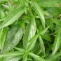 100-500 Capsules Sabah Snake Grass 600mg Kidney Digestive Blood Immunity Body Health - NO CHEMICALS