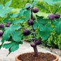 100-500 Capsule Ara Fig Leaf 600mg Diabetic Blood Liver Bone Respiratory Health NO CHEMICALS