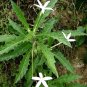 100-500 Capsule Isotoma Longiflora Leaf 600mg Respiratory Eye Health Cataract Asthma NO CHEMICAL