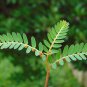 100-500 Capsule Phyllanthus Urinaria 600mg Kidney Liver Blood Health Stomach Ulcers Gout NO CHEMICAL