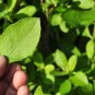 100-500 Capsules Pluchea Indica Leaf 600mg Heart Liver Blood Health C@nc3r Cholesterol NO CHEMICALS