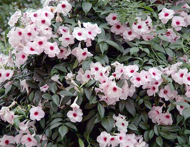 Pandorea Jasminoides Pink Bower Vine - 10 Seeds