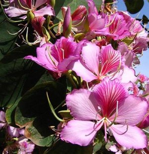 Bauhinia variegata 5 Seeds ** Very Fresh Seeds ** Pink Orchid Tree