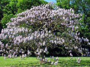 Empress Princess Royal Paulownia Worlds Fastest Growing Tree - 50 Seeds