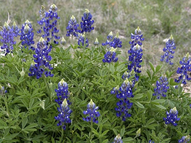 Texas Bluebonnet Lupinus Texensis Flower - 50 Seeds