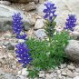 Texas Bluebonnet Lupinus Texensis Flower - 50 Seeds