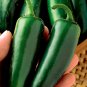 Hot Pepper Large Jalapeno Capsicum annuum - 30 Seeds