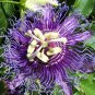 Passion Flower Purple Maypop Passiflora Incarnata - 10 Seeds