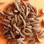 Organic Herb Spice Cumin Cuminum Cyminum - 100 seeds