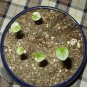 Caudex Elephant Foot Dioscorea Elephantipes Caudiciform Rare - 5 Seeds