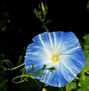 Blue Morning Glory Flying Saucer Ipomoea tricolor - 15 Seed