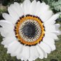 African Namaqualand Zulu Prince Daisy Venidium - 50 Seeds