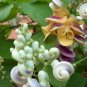 Rare True Corkscrew Shell Vine Cochliasanthus Vigna Caracalla - 5 Seeds