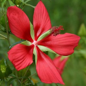 Hibiscus coccinea Texas Star Red 10 seeds 