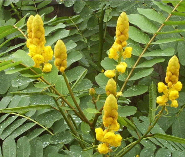 Candelabra Candlestick Flower Cassia Senna Alata 12 Seeds